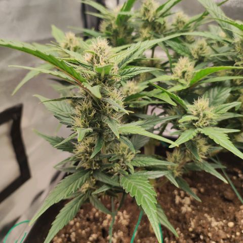 Left growlog timeline photo