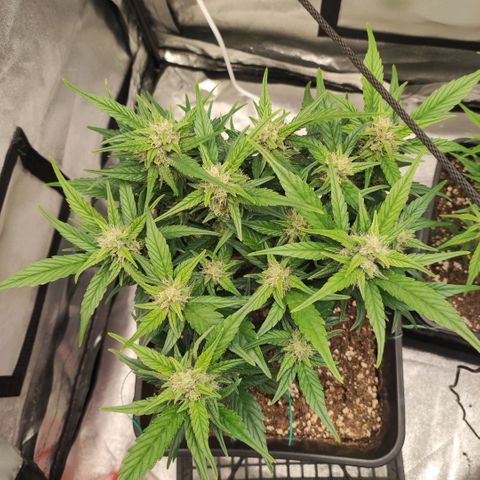 Left growlog timeline photo