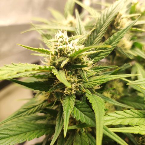 Left growlog timeline photo