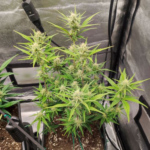 Right growlog timeline photo