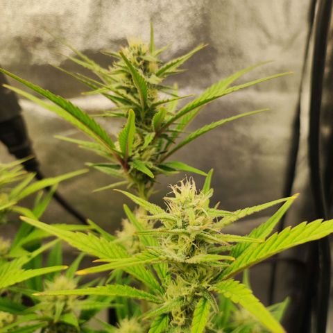 Right growlog timeline photo