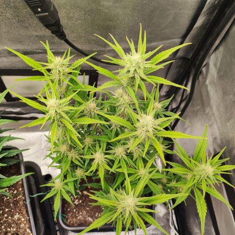 Right growlog timeline photo