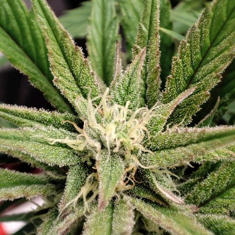 Front growlog timeline photo