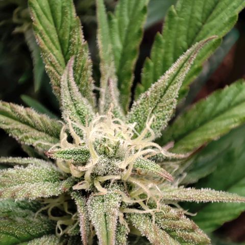 Front growlog timeline photo