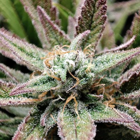 Front growlog timeline photo