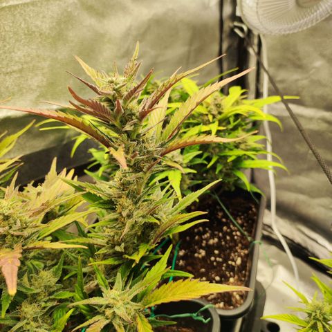 Front growlog timeline photo