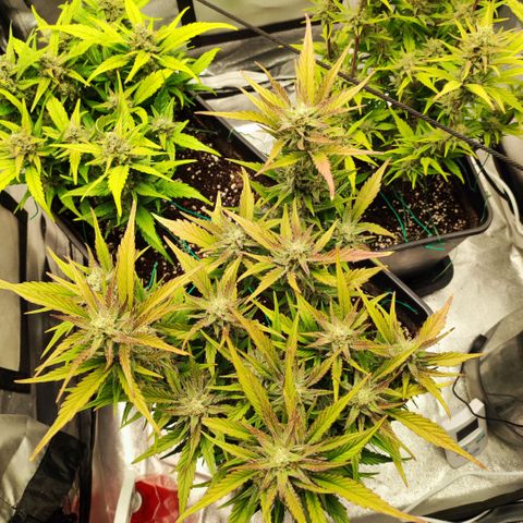 Front growlog timeline photo