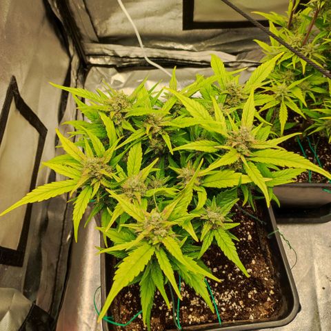 Left growlog timeline photo