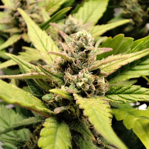 Left growlog timeline photo