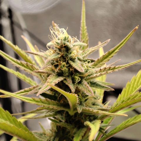 Right growlog timeline photo