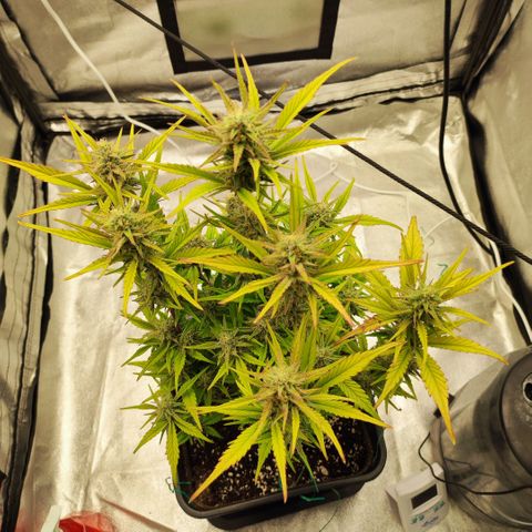 Right growlog timeline photo