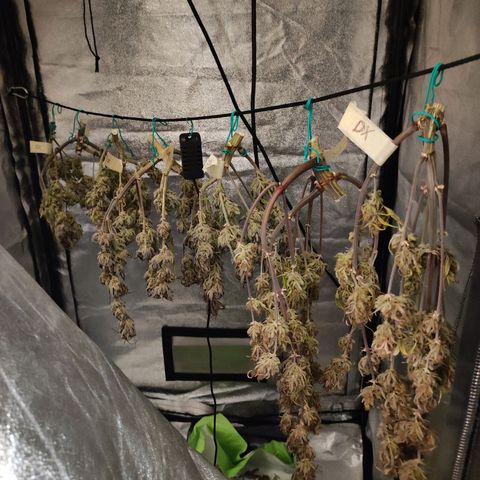 Left growlog timeline photo