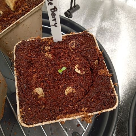 Haze Berry #1 growlog photo: Die erste der drei zeigt sich