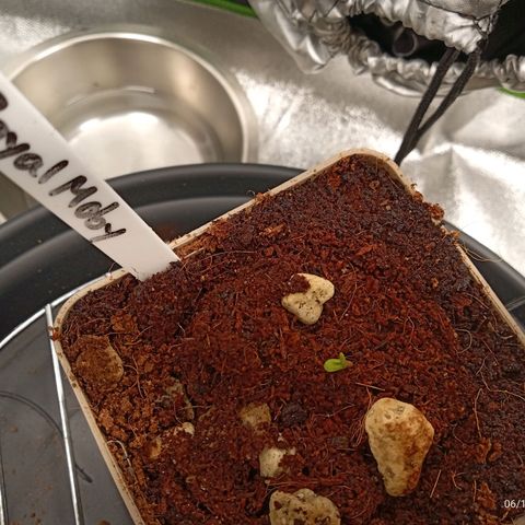Royal Moby #1 growlog timeline photo