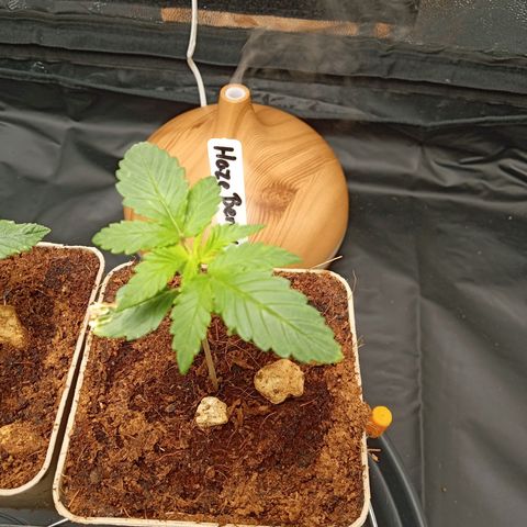 Haze Berry #1 growlog timeline photo