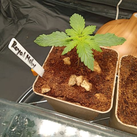Royal Moby #1 growlog timeline photo