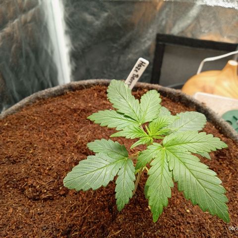Haze Berry #1 growlog timeline photo