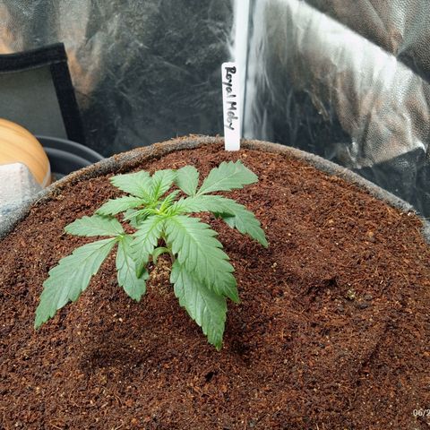 Royal Moby #1 growlog timeline photo