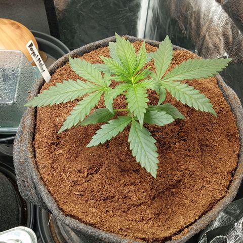 Royal Moby #1 growlog timeline photo