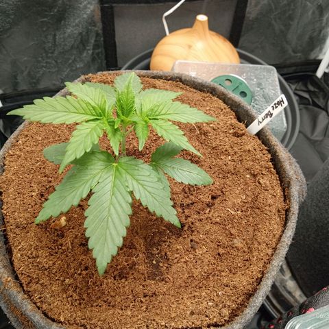 Haze Berry #1 growlog timeline photo