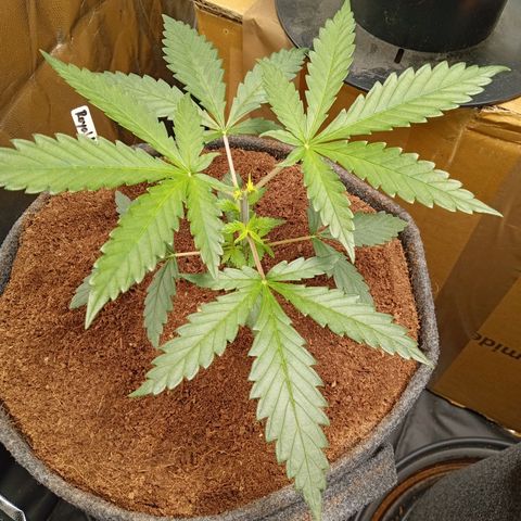 Royal Moby #1 growlog timeline photo