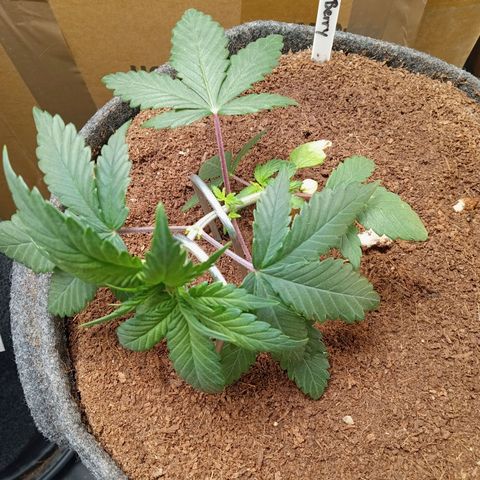 Haze Berry #1 growlog timeline photo