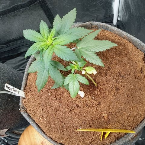 Haze Berry #1 growlog timeline photo