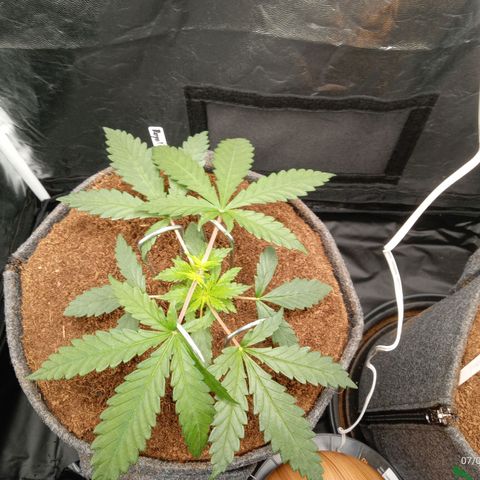 Royal Moby #1 growlog timeline photo