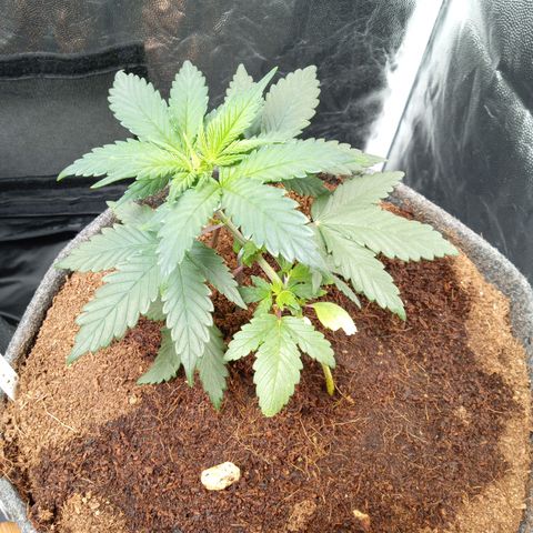 Haze Berry #1 growlog timeline photo