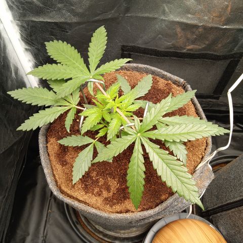 Royal Moby #1 growlog timeline photo