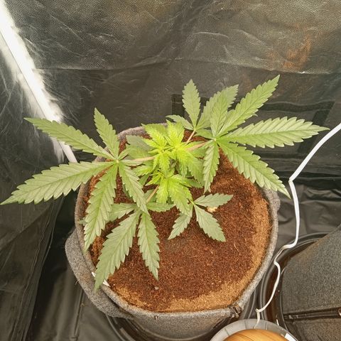 Royal Moby #1 growlog timeline photo