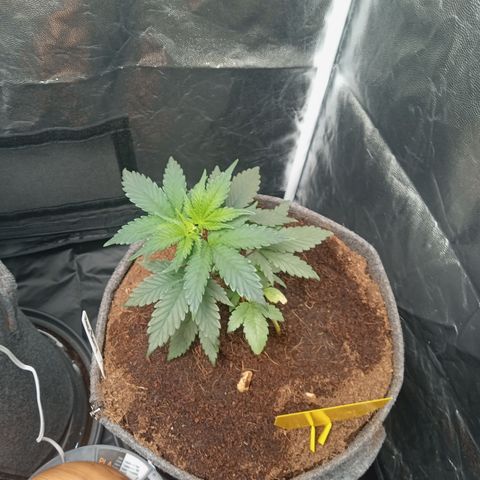 Haze Berry #1 growlog timeline photo