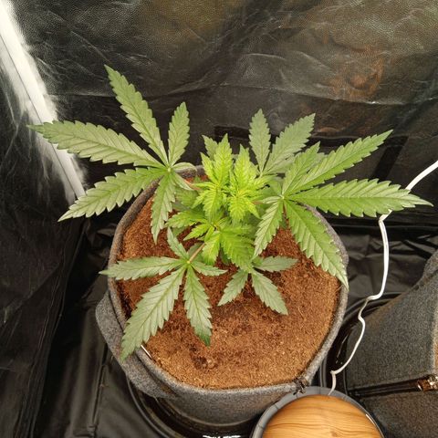 Royal Moby #1 growlog timeline photo