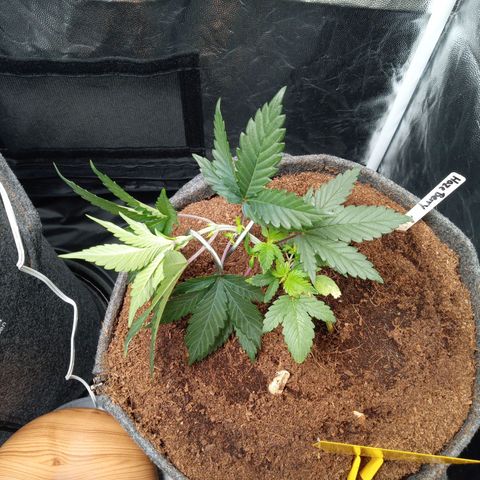 Haze Berry #1 growlog timeline photo