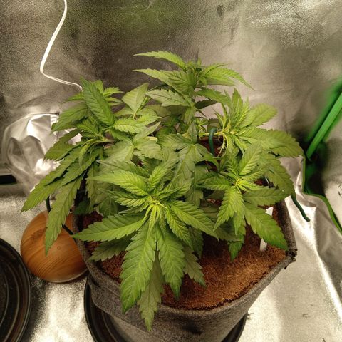 Royal Moby #1 growlog timeline photo
