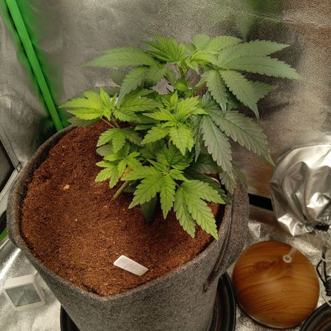 Haze Berry #1 growlog timeline photo