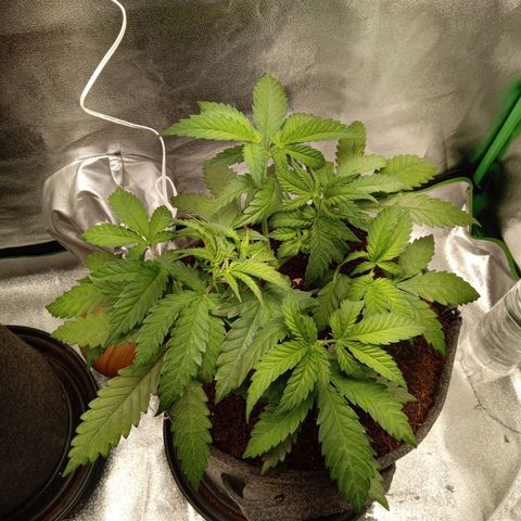 Royal Moby #1 growlog timeline photo