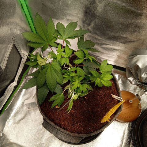 Haze Berry #1 growlog timeline photo