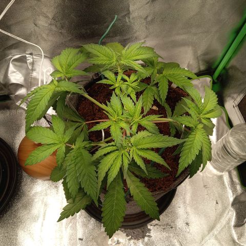 Royal Moby #1 growlog timeline photo