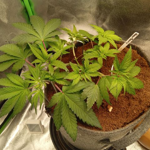 Haze Berry #1 growlog timeline photo