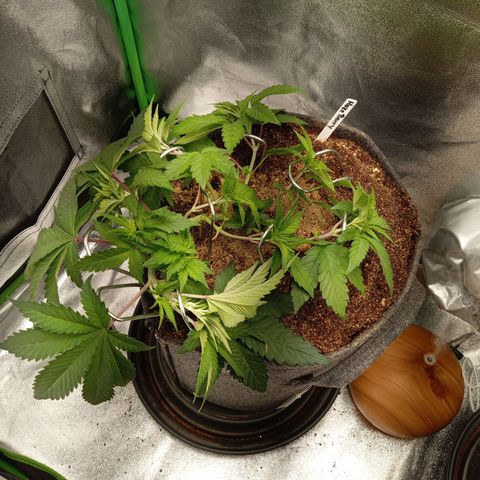 Haze Berry #1 growlog timeline photo