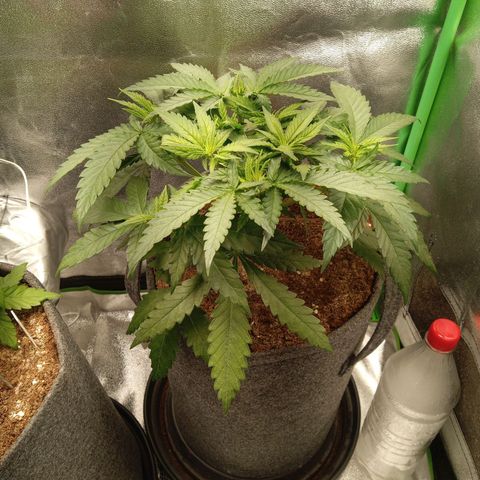 Royal Moby #1 growlog timeline photo