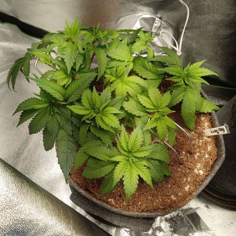 Haze Berry #1 growlog timeline photo