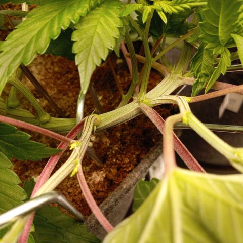 Haze Berry #1 growlog timeline photo