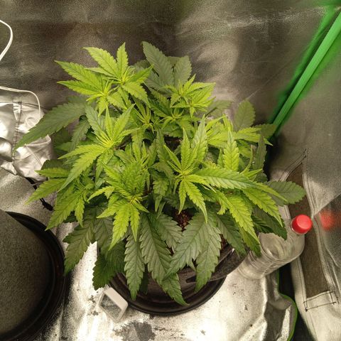 Royal Moby #1 growlog timeline photo