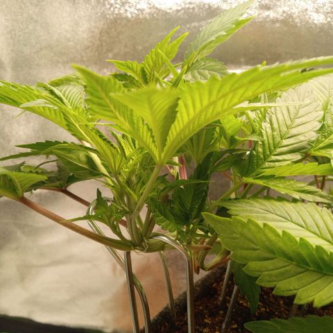 Haze Berry #1 growlog timeline photo