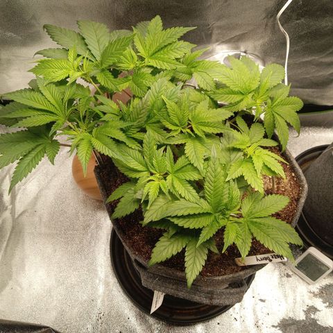 Haze Berry #1 growlog timeline photo