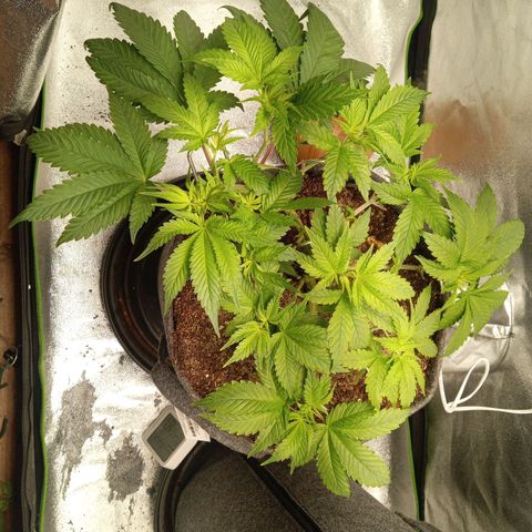 Haze Berry #1 growlog photo: Blätter ausgedünnt 
