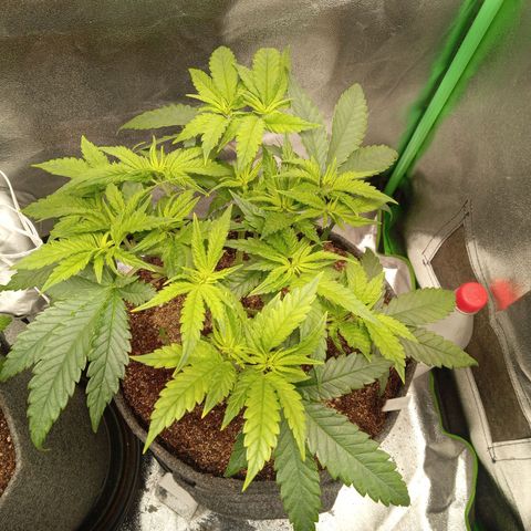 Royal Moby #1 growlog timeline photo