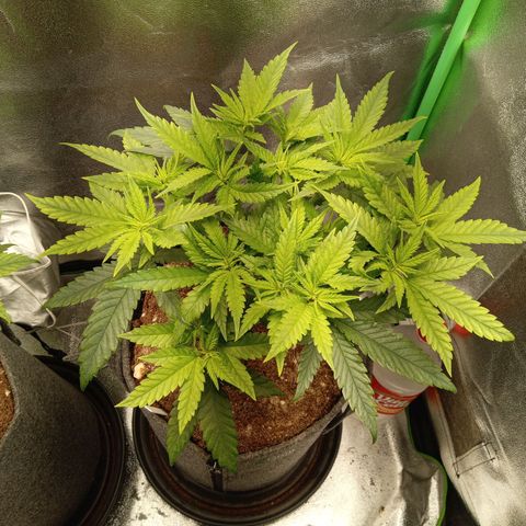 Royal Moby #1 growlog timeline photo